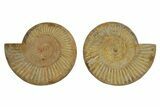 Cut & Polished Jurassic Ammonite (Perisphinctes) Fossil #369791-1